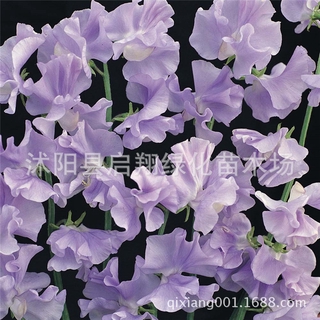 100pcs sweet pea seed, spring and autumn sowing indoor fragrant herb flower seeds #8