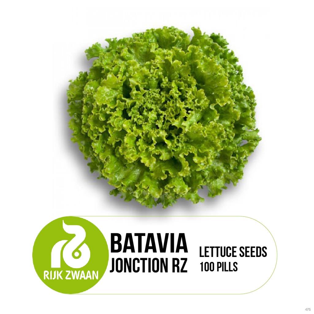 Rijk Zwaan RZ pelletized lettuce seeds 100 pills rincon invicta