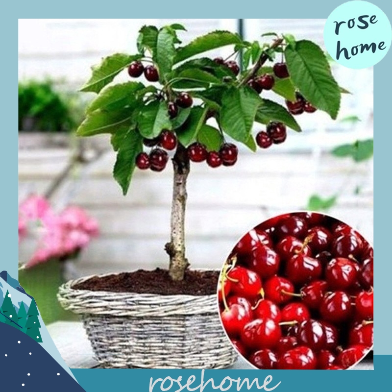 30 Seeds Cherry Prunus Fruit Tree Cerasus Bonsai Plants Potted and Home Garden 