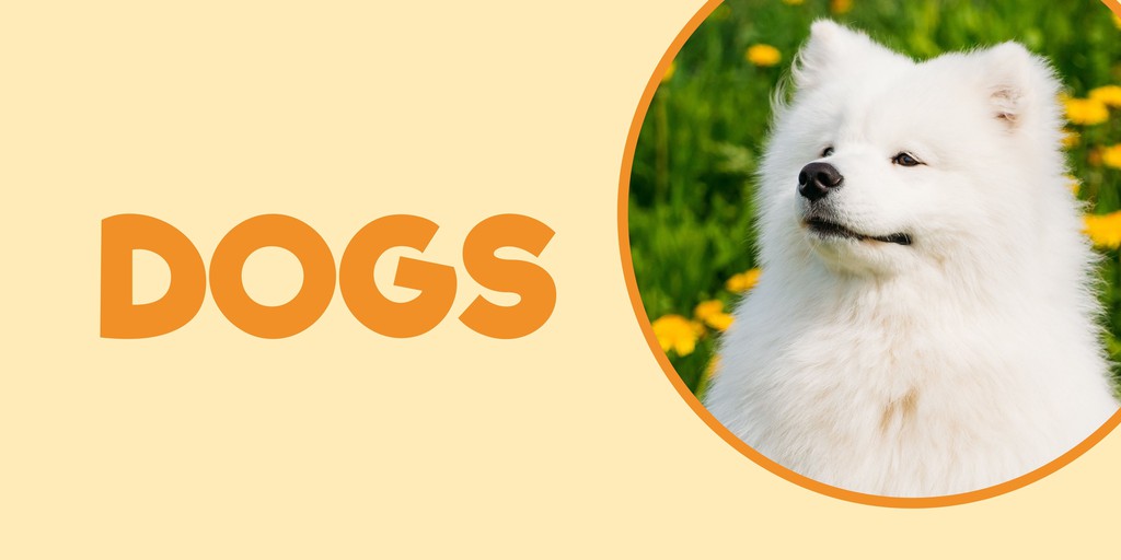 Pet Supplies Express, Online Shop Shopee Philippines