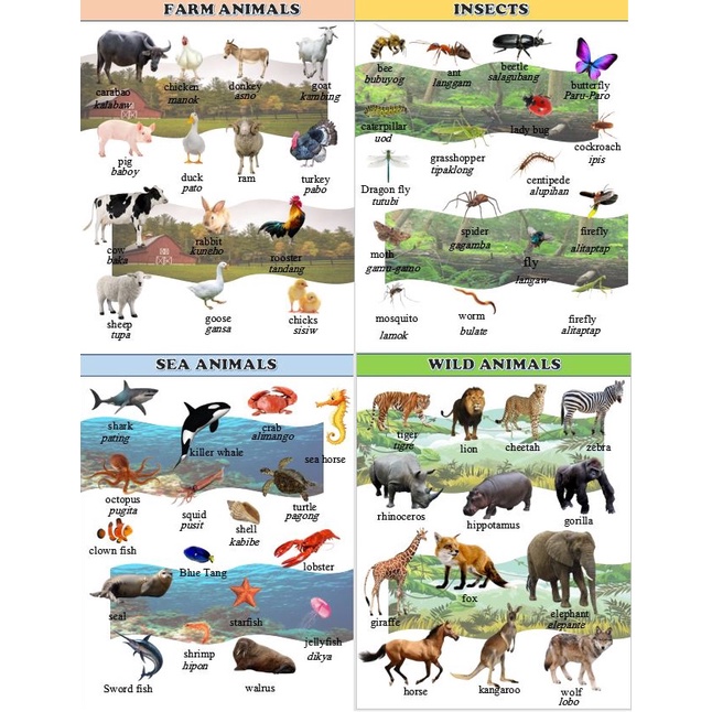 COD4 pcs Educational Animals set laminated chart A4 size (Wild, Farm ...