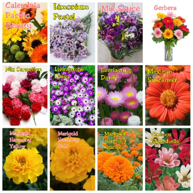 Different Flower Seeds Shopee Philippines