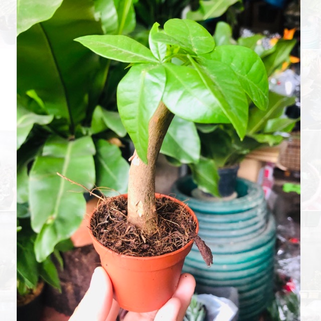 small money tree plant