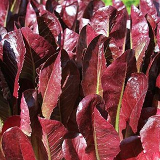 Red Romaine Seeds - Lettuce Seeds Rouge #6