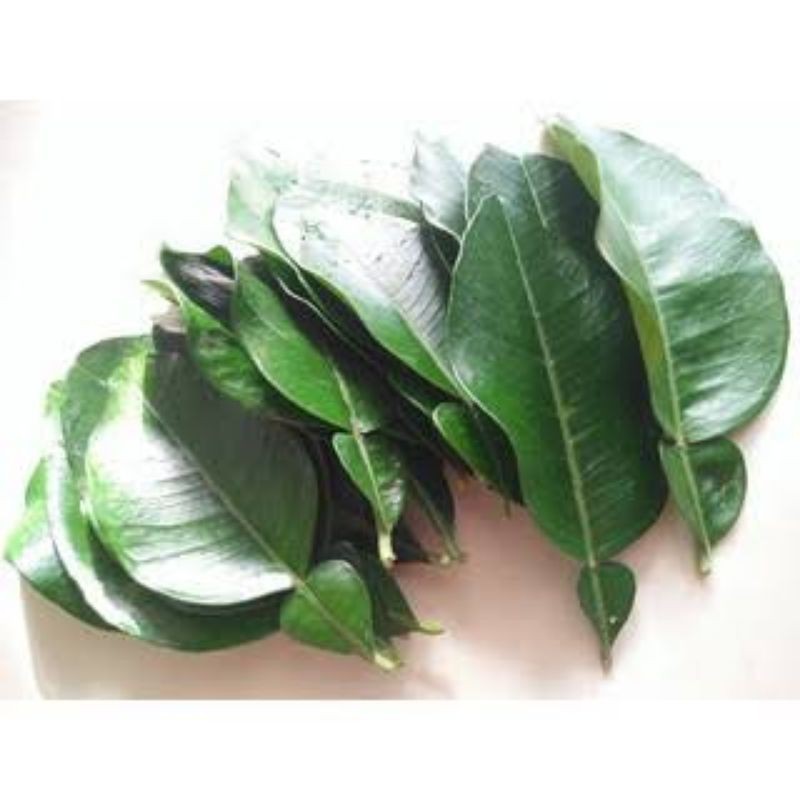 Suha / Pomelo Leaves Fresh Leaves Shopee Philippines
