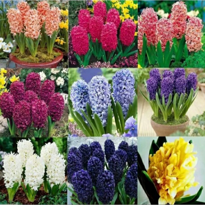 Hyacinth Seeds Perennial Rare Flower Seeds For Home And Garden 15 Seeds Shopee Philippines
