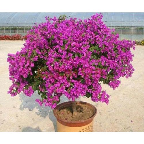 30 seds/pack Bonsai ornamental flower seeds Bougainvillea spectabilis  flower seeds | Shopee Philippines