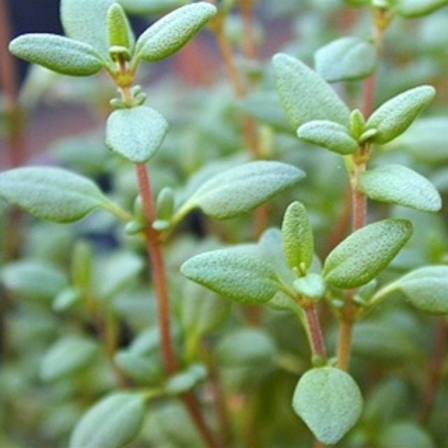 Thyme Herbs 30Seeds/100Seeds Shopee Philippines