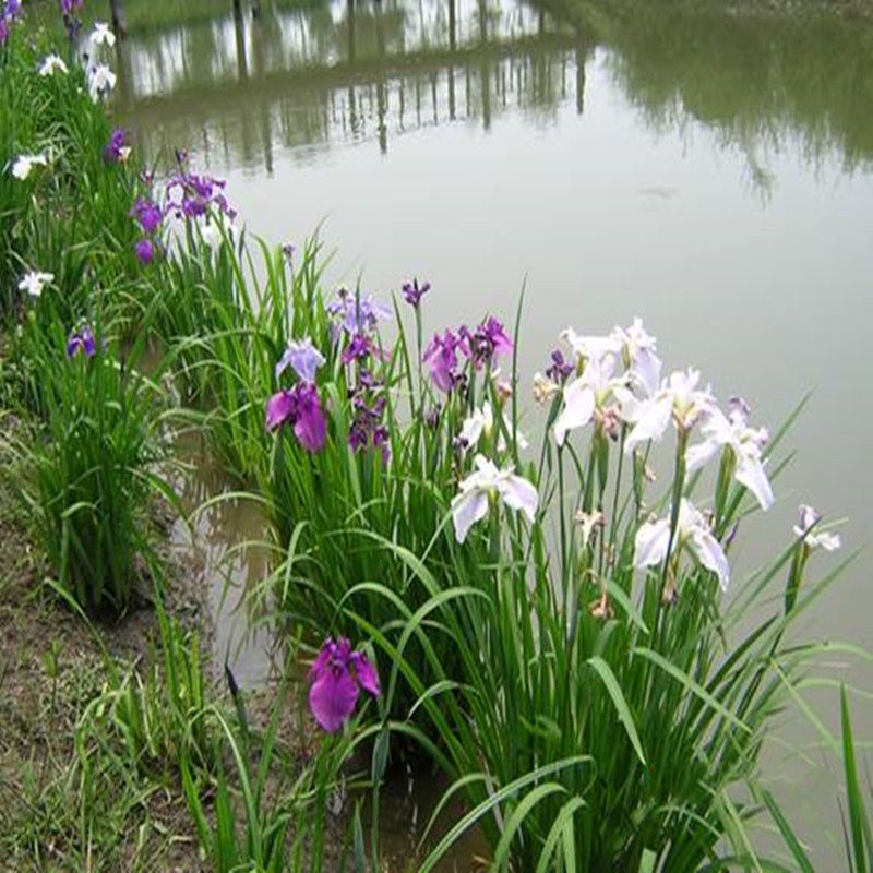 ◙℗◈Aquatic plant yellow calamus evergreen white flower purple iris seedling wetland park hydroponics