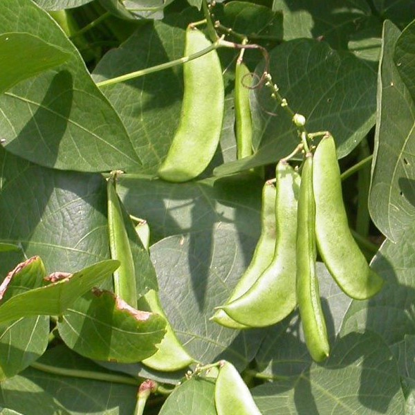 Peas - Sugar Peas Seeds / Snow Peas / Chicharo Seeds | Shopee Philippines