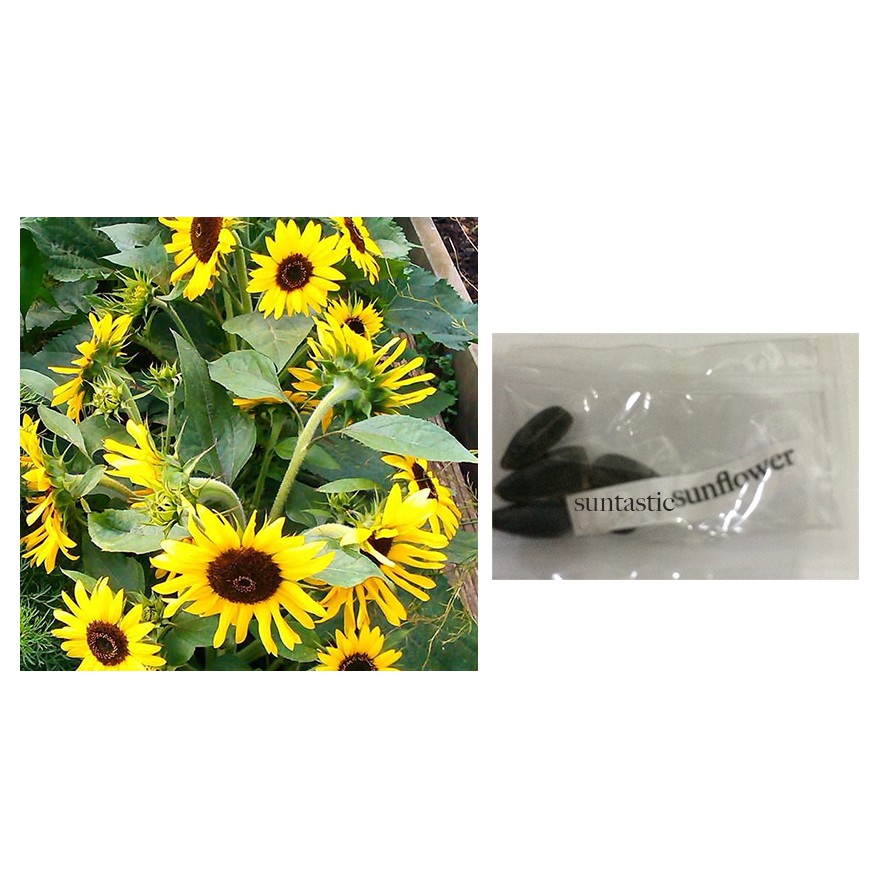 suntastic yellow sunflower dwarf flower seeds Shopee Philippines