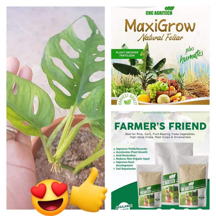 CHC AGRITECH Farmer's Friend & Maxigrow Foliar Organic for Plants ...