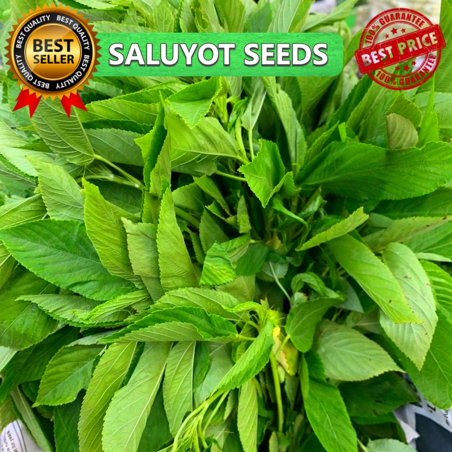 50PCS SEEDS F1 SALUYOT SEEDS/HYBRID/LONG LIFE PLANTS/EAST TO GROW