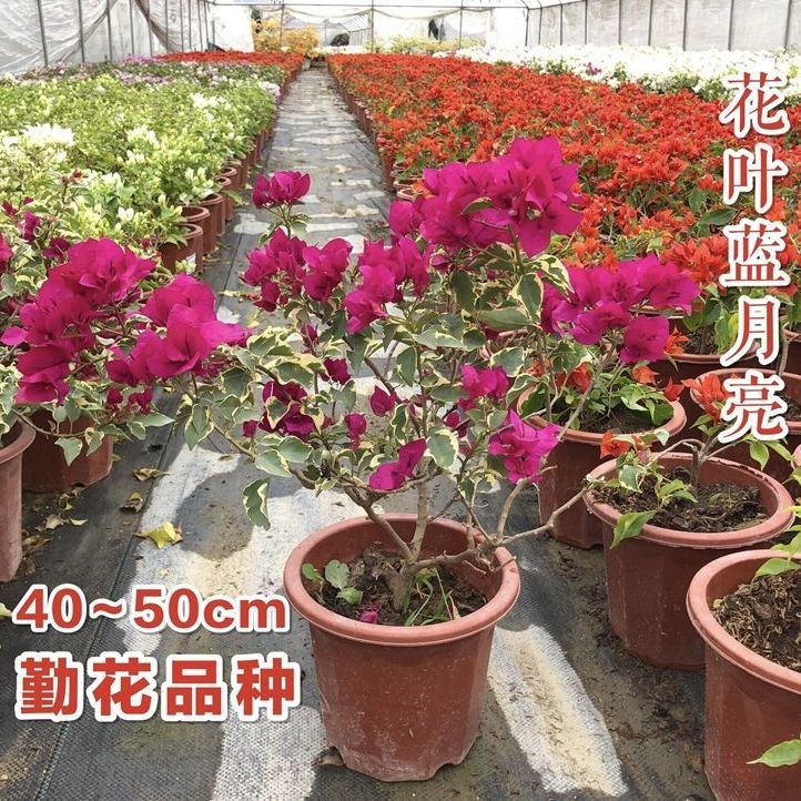 Bougainvillea Potted Plants with Flowers Delivery Multi-Color Double-Petal  Bougainvillea Everbloomin | Shopee Philippines