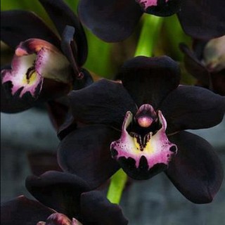100pcs Rare Black Faberi Orchid Flower Seeds Cymbidium Home Garden Bonsai Decor #3
