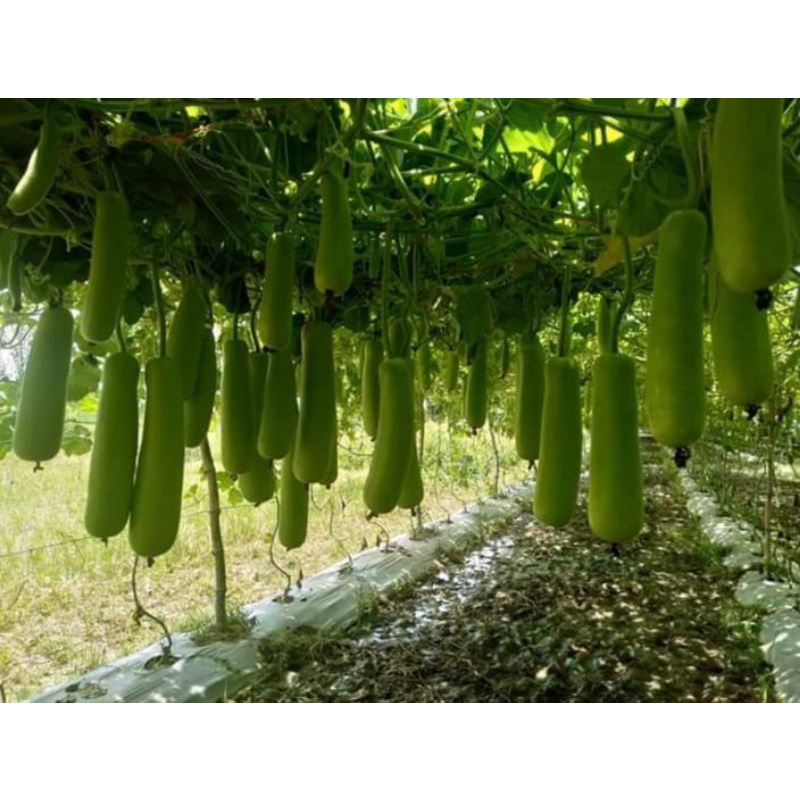 Native Upo Seeds For planting 5 Seeds/pack Shopee Philippines