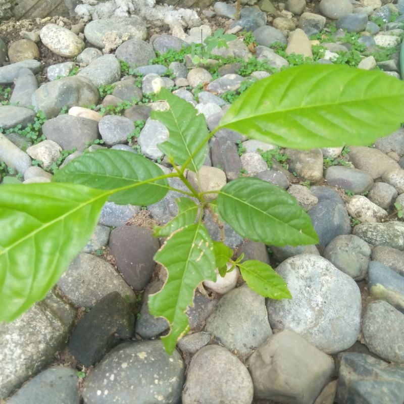 Molave seedling, sagat, mulawin seedling Shopee Philippines
