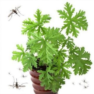 anti mosquito plants