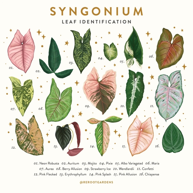 Syngonium Varieties / Syngonium Shopee Philippines