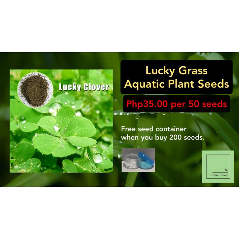 Lucky Grass Aquatic Plant Seeds | Shopee Philippines