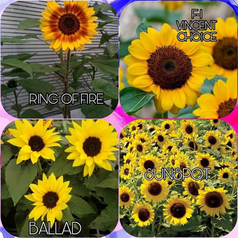 4 VARIETIES OF SUNFLOWER SEEDS Shopee Philippines