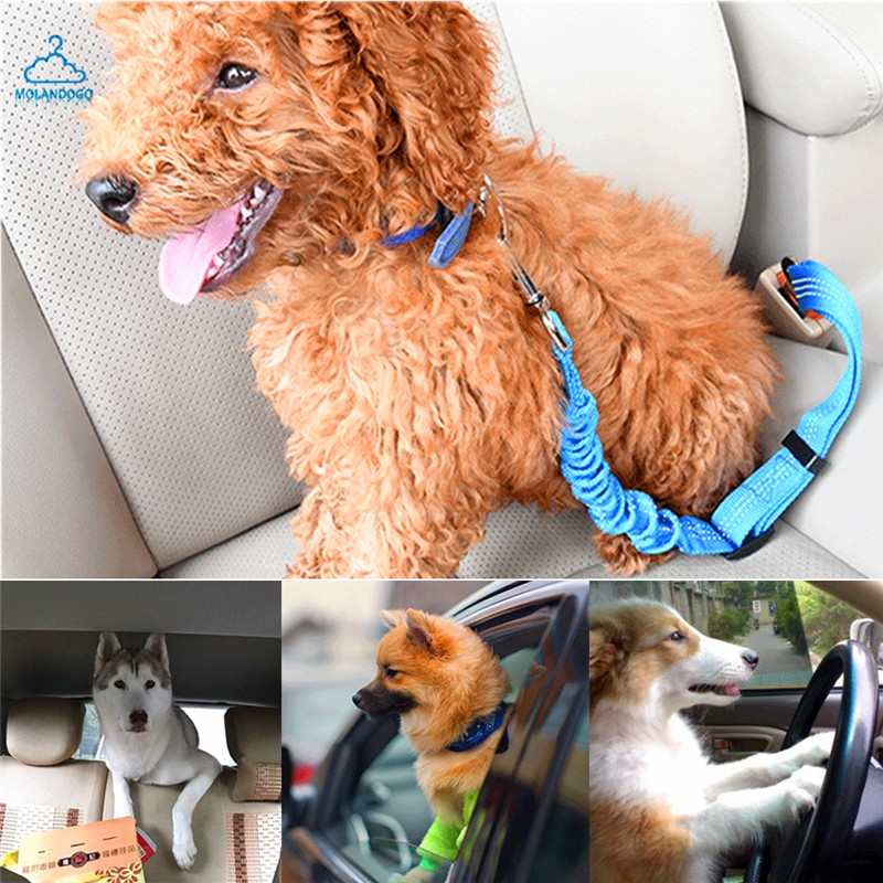 car seatbelt for dogs