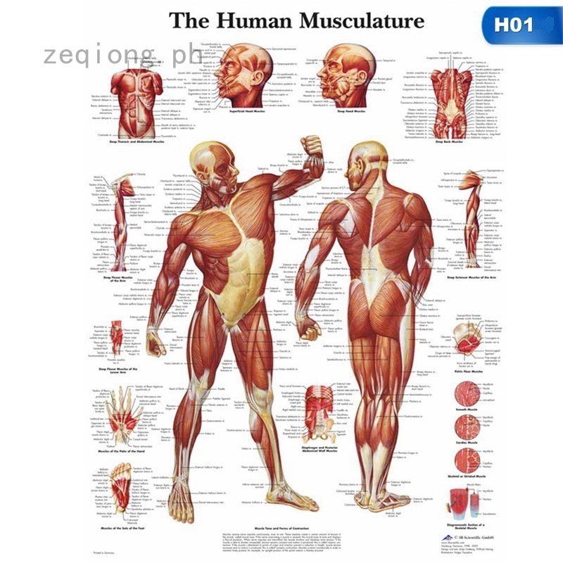 zeqiong Retro Human Anatomy All System Body Poster Anatomical Chart