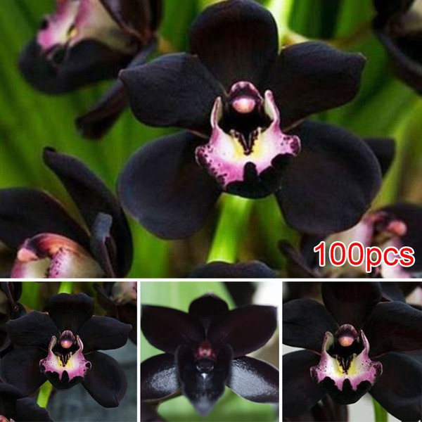 100pcs Rare Black Faberi Orchid Flower Seeds Cymbidium Home Garden Bonsai Decor