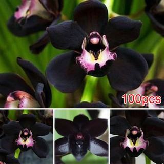 100pcs Rare Black Faberi Orchid Flower Seeds Cymbidium Home Garden Bonsai Decor #1