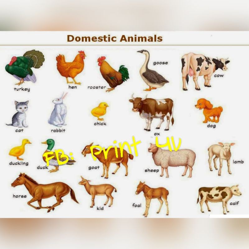 animals chart laminated for kids | Shopee Philippines