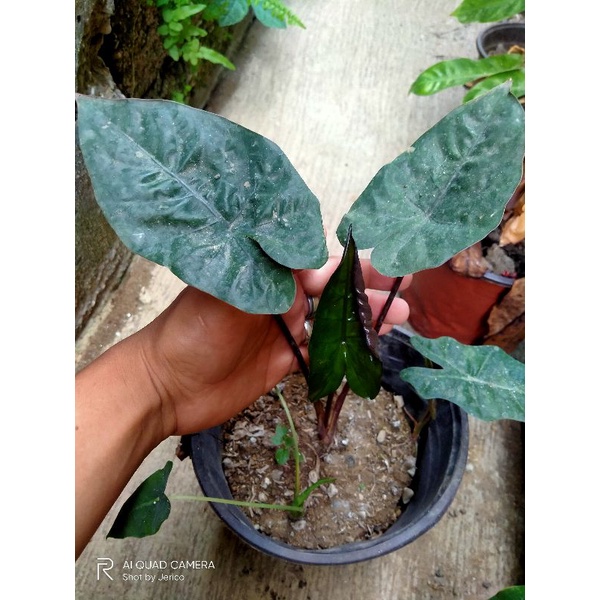 alocasia negra/alocasia poly/alocasia cuculatap | Shopee Philippines