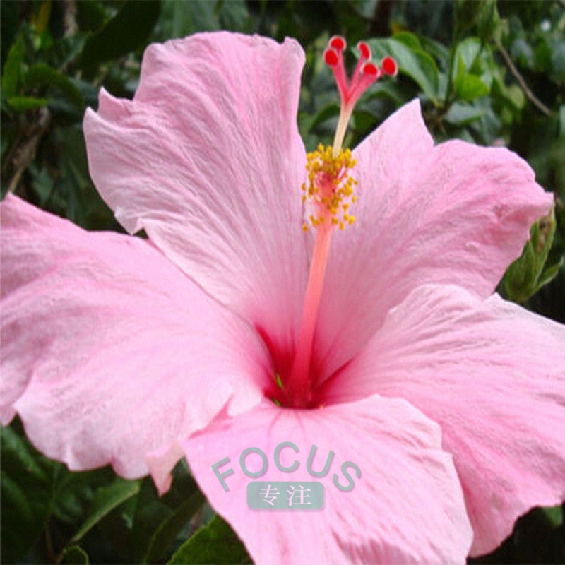 100Pcs Rare Giant Hibiscus Exotic Coral Seeds Home Garden Flowers Plant Decor CA