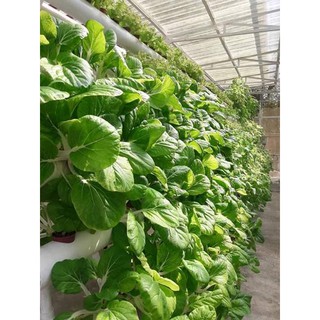 Aquaponics plant growth rate Vertical Farming Crops Market to Eyewitness Massive Growth rate of 26.2% Globally, by 2027