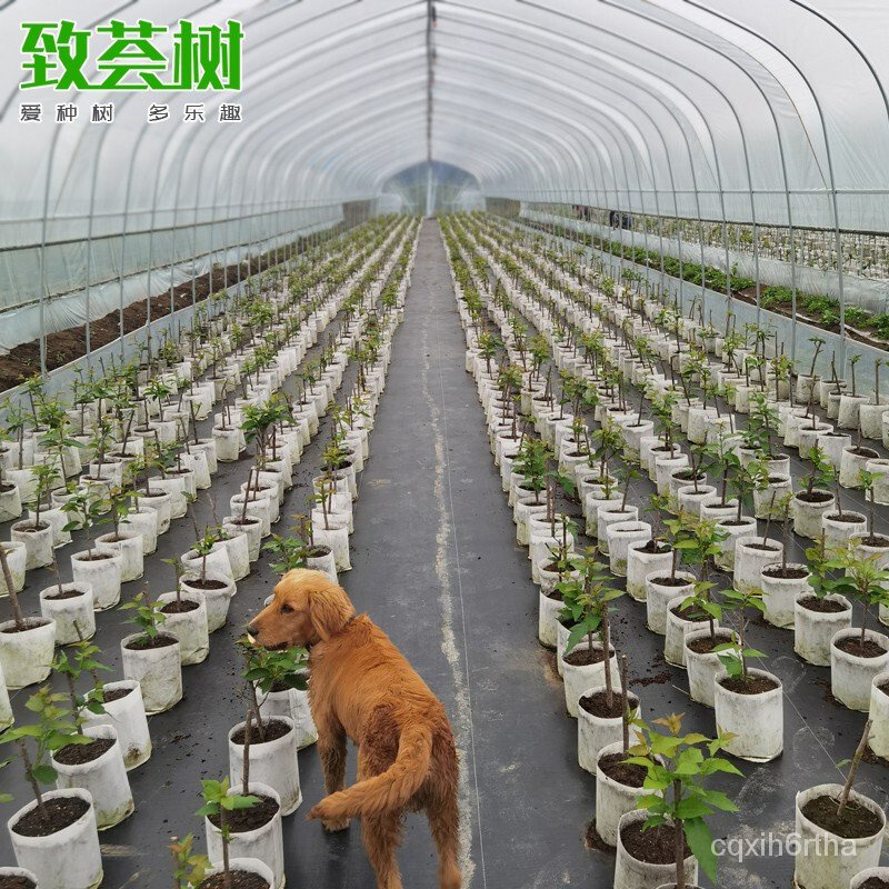 Oriya Tree Cherry Tree Seedlings with Pot Included Soil Delivery Grafting Fruit Seedlings Cherry