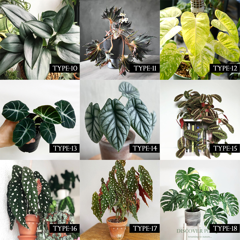 18Types 50Pcs Rare Plant Caladium Bicolor Seeds Bonsai Plant Seeds for