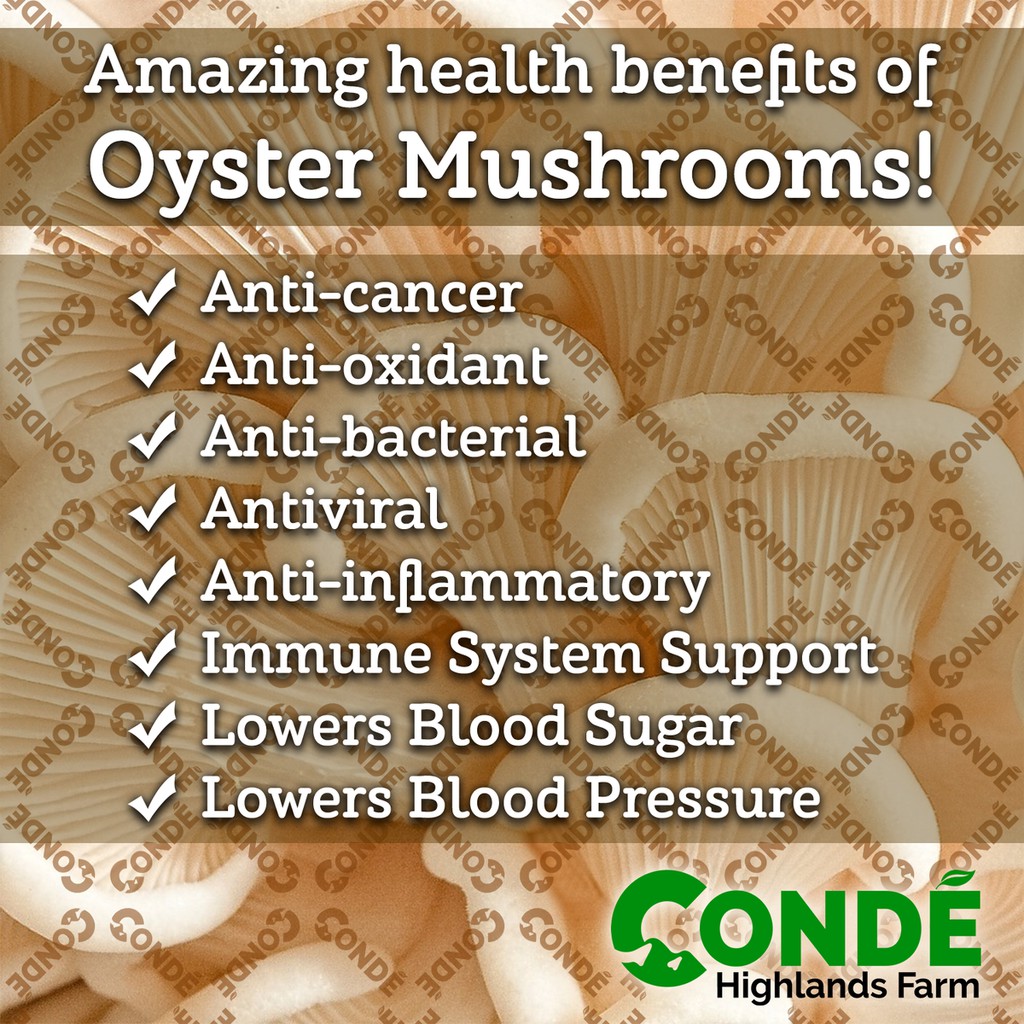 Oyster Mushroom Nutritional Benefits Besto Blog