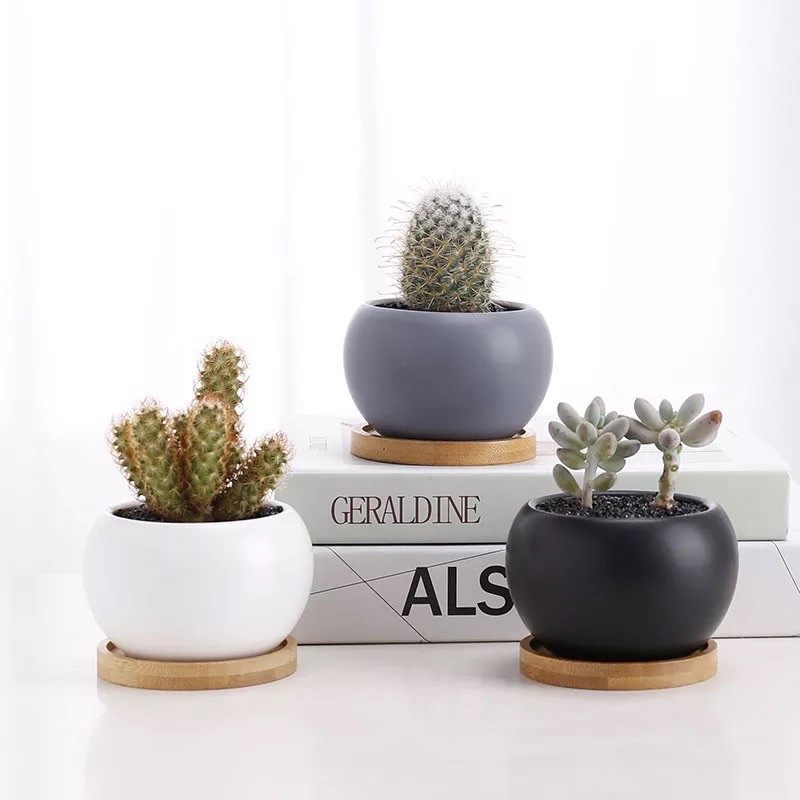 Rounded ceramic  pots  for cactus and succulents with bamboo 