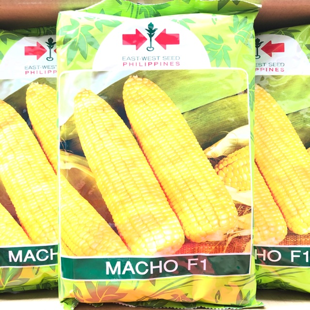 EAST WEST MACHO F1 CORN MAIS SEEDS - SWEET CORN HYBRID 