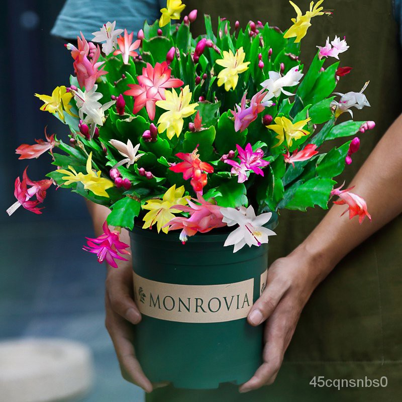 Grafting imported crab claw orchid seedling new variety with bud potted