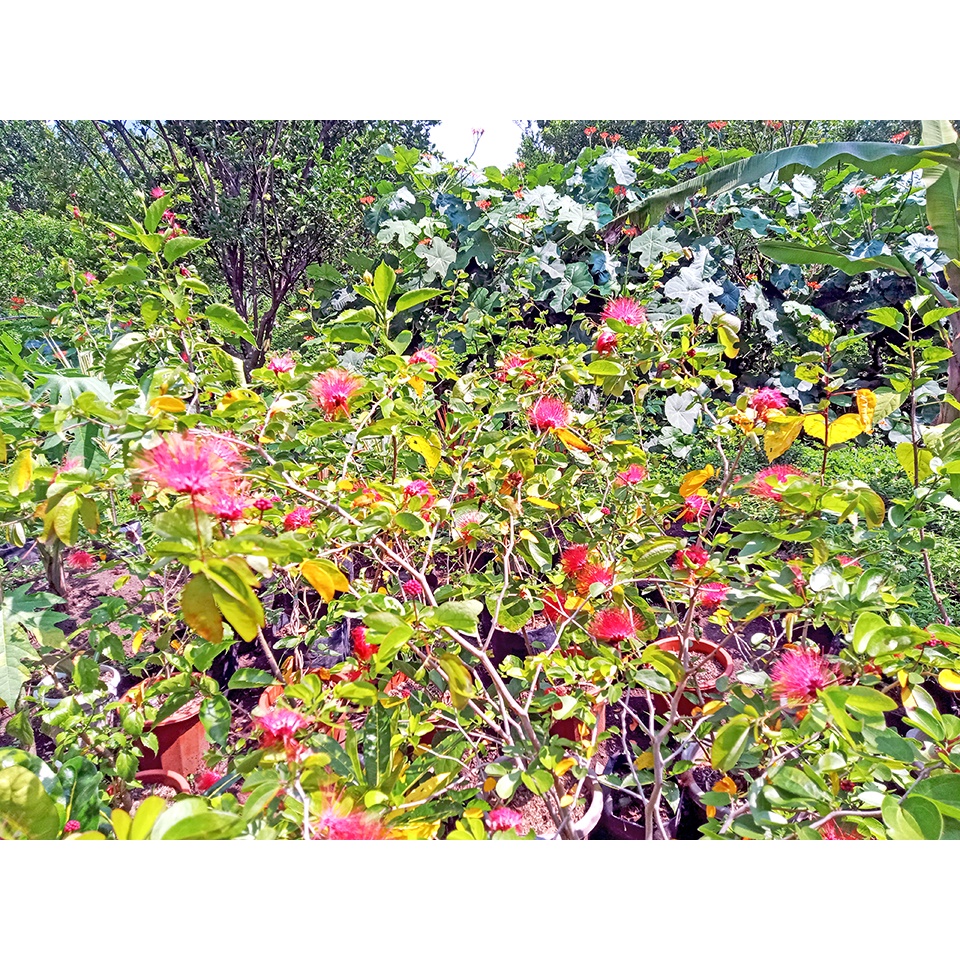 Red Powder Puff (Mature Flowering Plant) Shopee Philippines