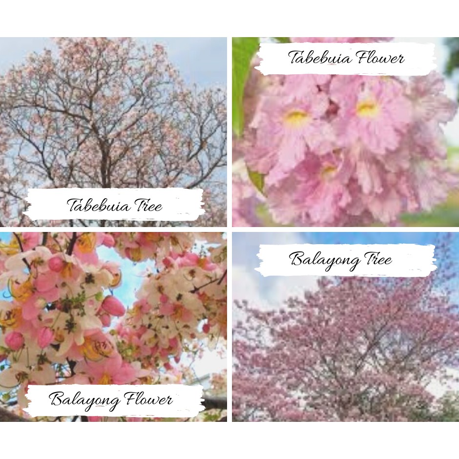 10 Pcs Palawan Cherry Blossom Seeds Philippines Balayong And Tabebuia Pink Tree Seeds Shopee Philippines