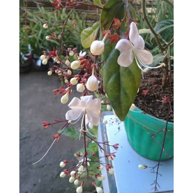 Chlerodendron Indian Beads (live plant) Shopee Philippines