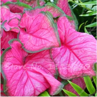 Sale 30 Pcs Caladium Indoor Plants Seeds Florida Caladium Bicolor Seeds Bonsai Colocasia Plant Rare  #7