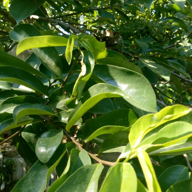 Guyabano Leaves Soursop Leaves Dahon Ng Guyabano Shopee Philippines