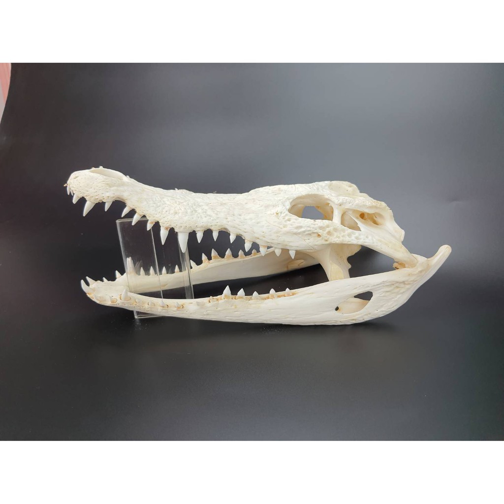 Crocodile Skull For Decorating Cages Or Cabinets Is A Place To Hide Animals #1