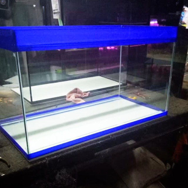 pet shop aquarium