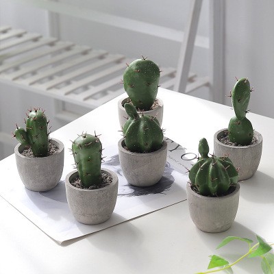 Cactus Potted Plants Living Room Home Decor Turtle Leaf Fair