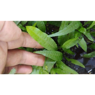 Microsorum Pteropus Java fern Mini/Regular lowtech aquatic plants ...