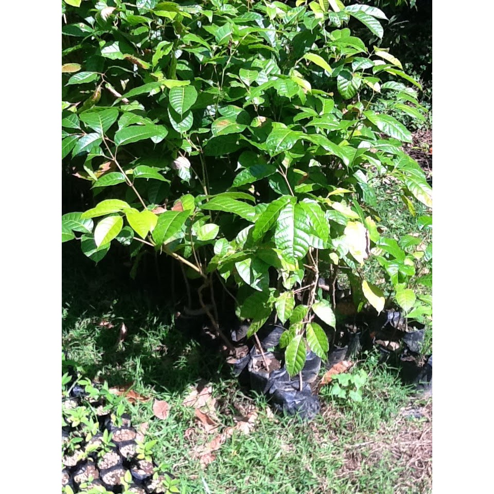 Pili Plants For Sale Php 300 Shopee Philippines