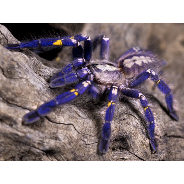 Синий паук. Poecilotheria Metallica паук. Птицеед Poecilotheria Metallica. Паук птицеед металлика. Синий птицеед Poecilotheria Metallica.